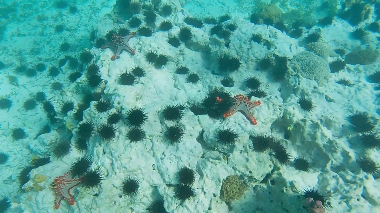 海底的海星和海胆视频素材