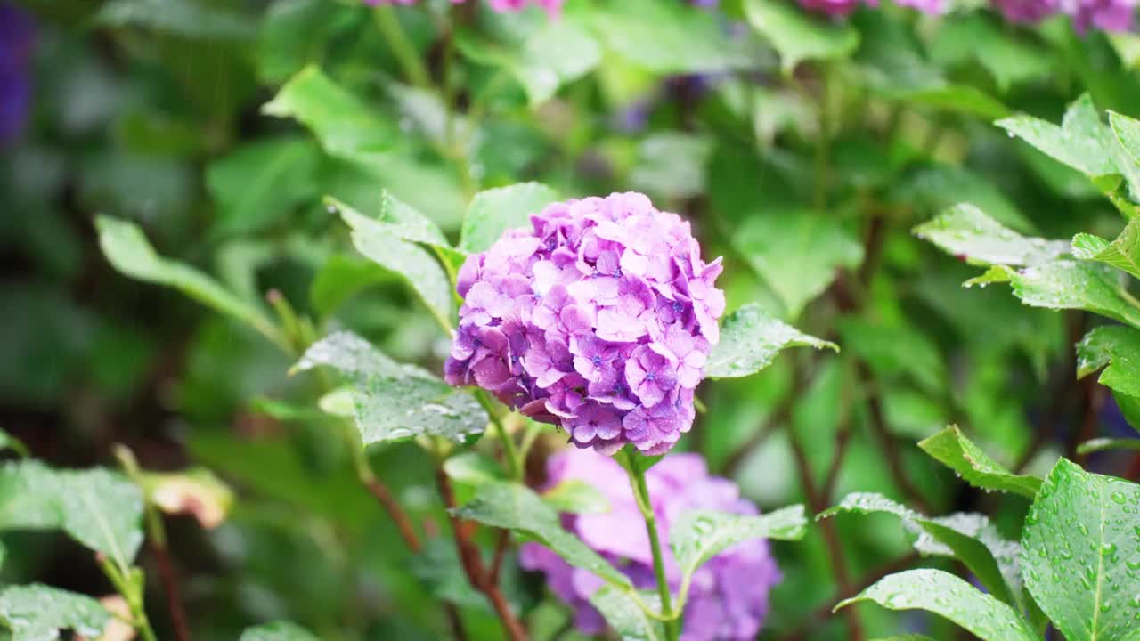 安静的雨中的粉色绣球花视频素材