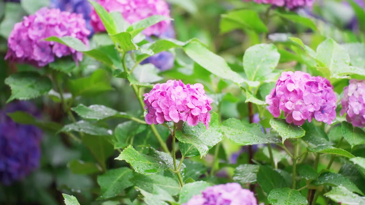 在雨季有水滴的绣球花视频素材