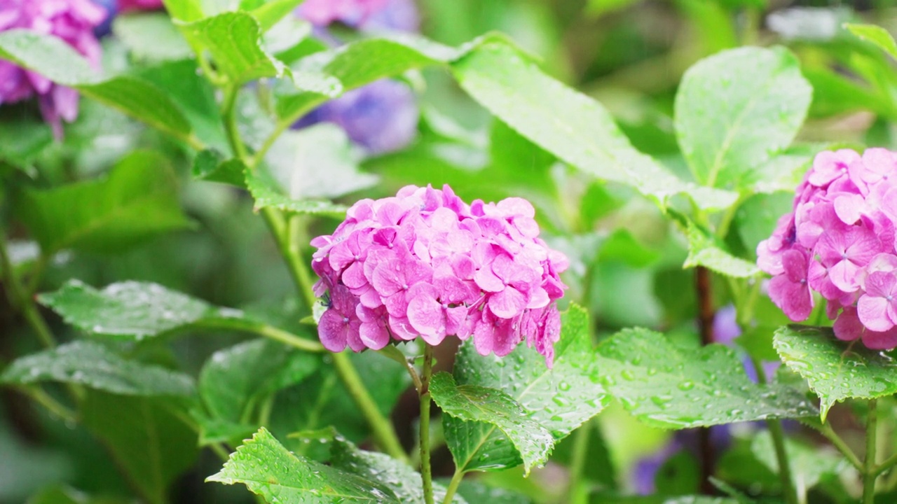 雨中健康的绣球花视频素材