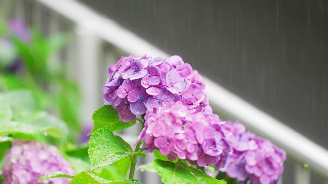 花园里绣球花在雨中的形象风景视频素材