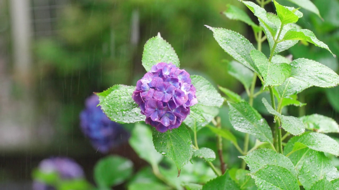 在雨季的雨中的绣球花视频素材