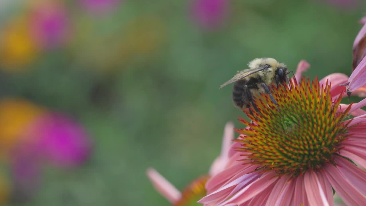 大黄蜂吃花蜜视频素材