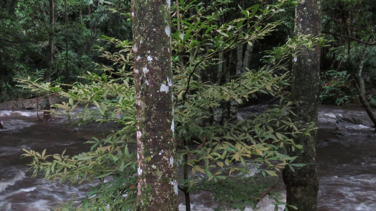 在雨林中流动的溪水视频素材