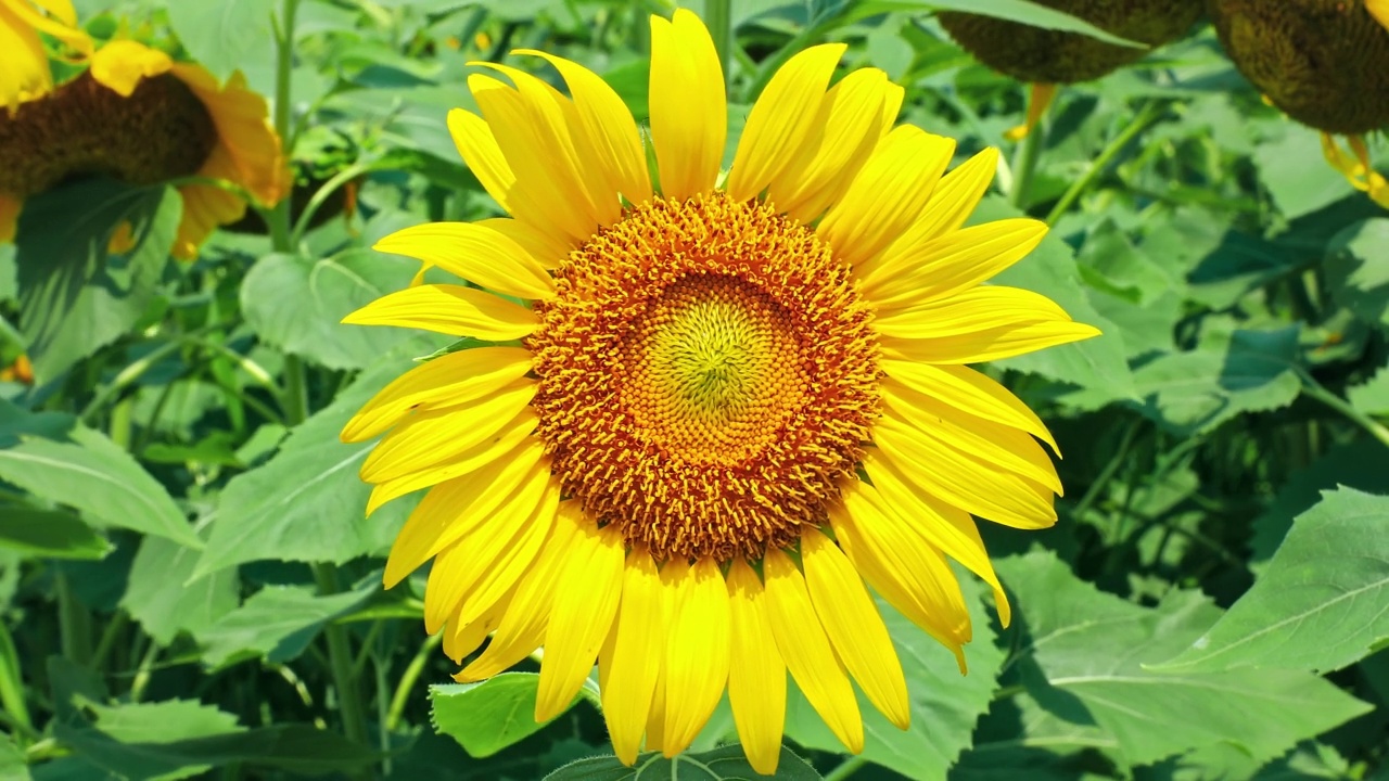 美丽的向日葵在夏天盛开视频素材