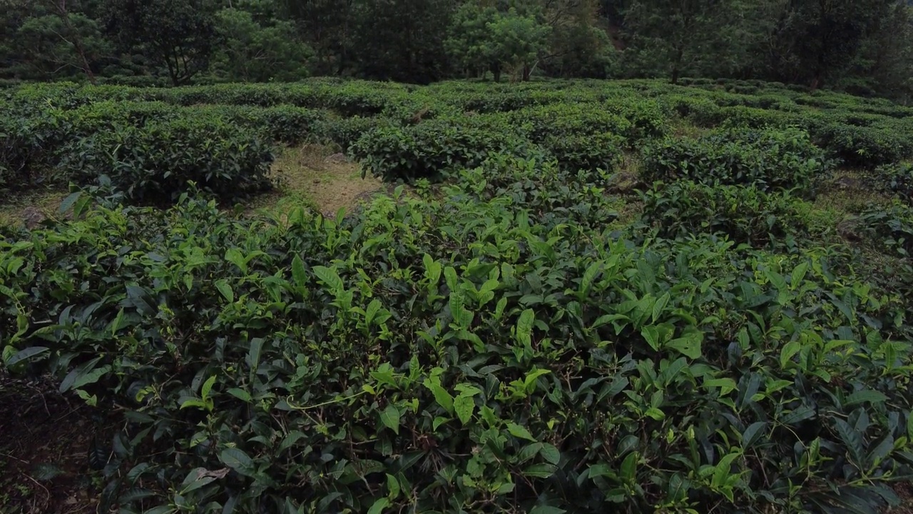 Ponmudi山站，喀拉拉邦Thiruvananthapuram美丽的雾山视频素材