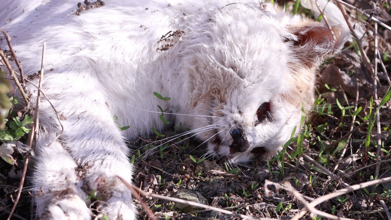 死猫躺在地上。视频下载