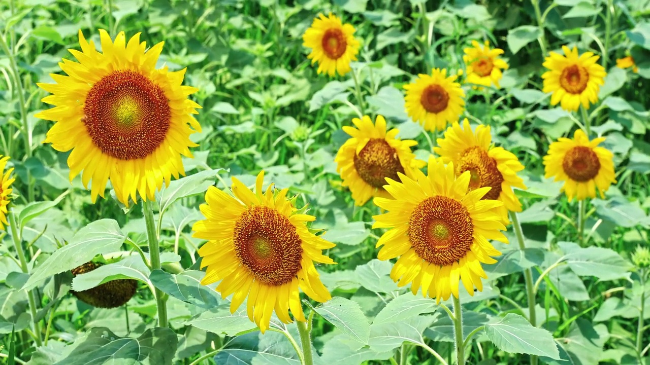 向日葵在夏天开花视频素材