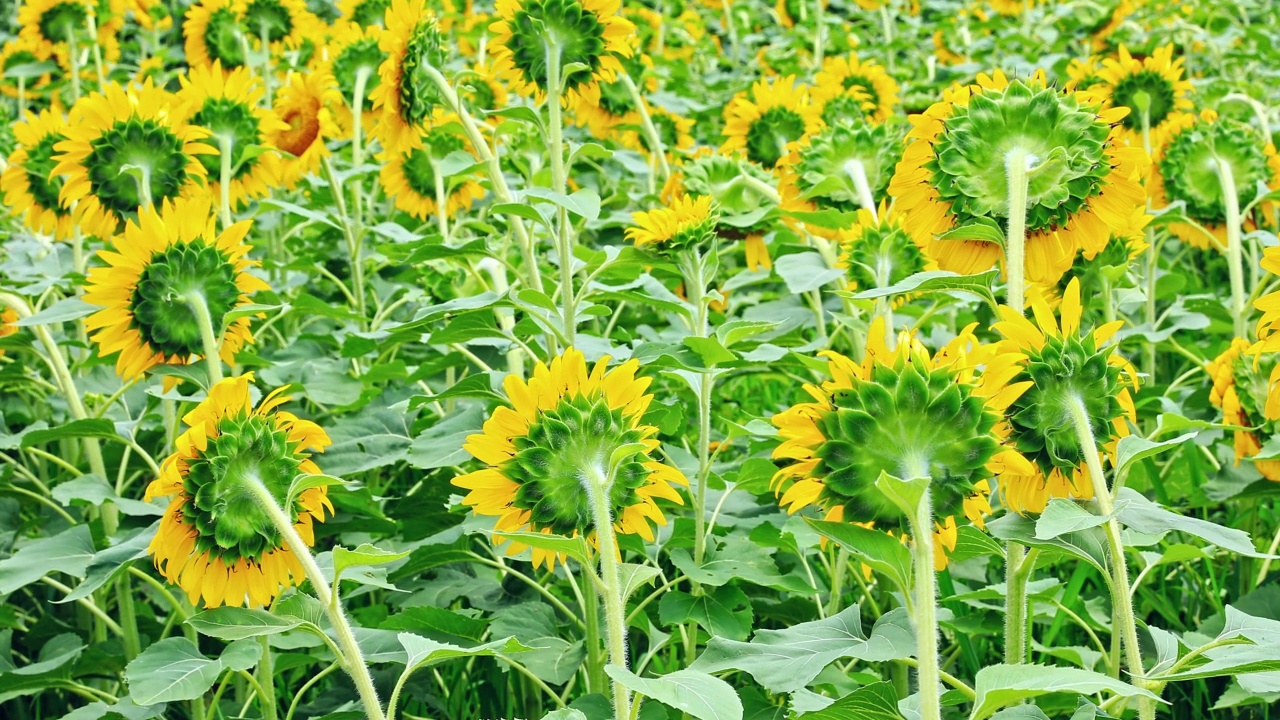 向日葵在夏天开花视频素材