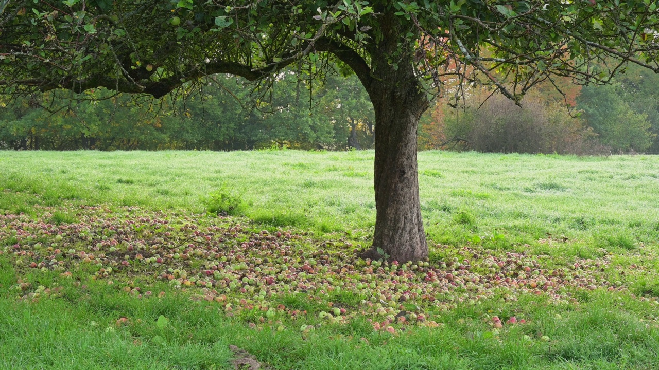 秋天的苹果树，Kirchzell, Odenwald，德国巴伐利亚视频素材