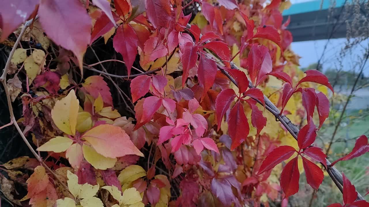 秋色的植物，高速公路附近的黄红叶视频下载