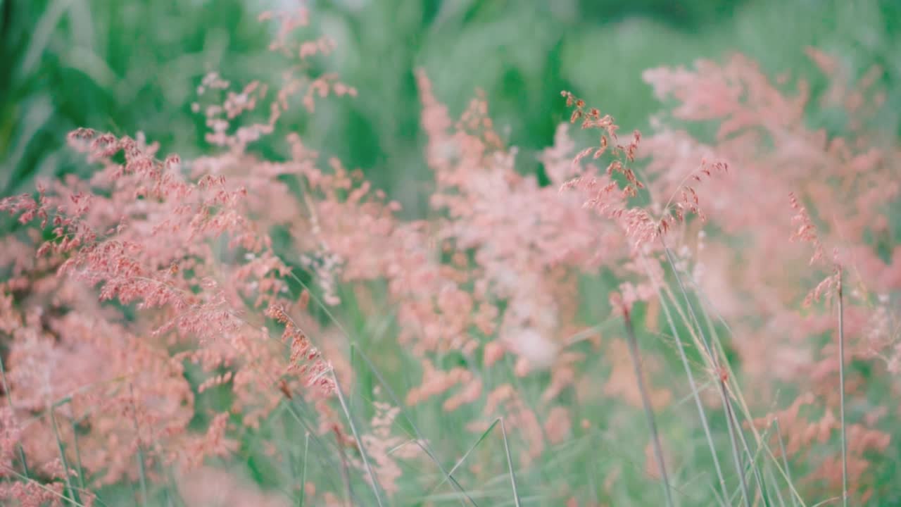 风中的花和草视频素材