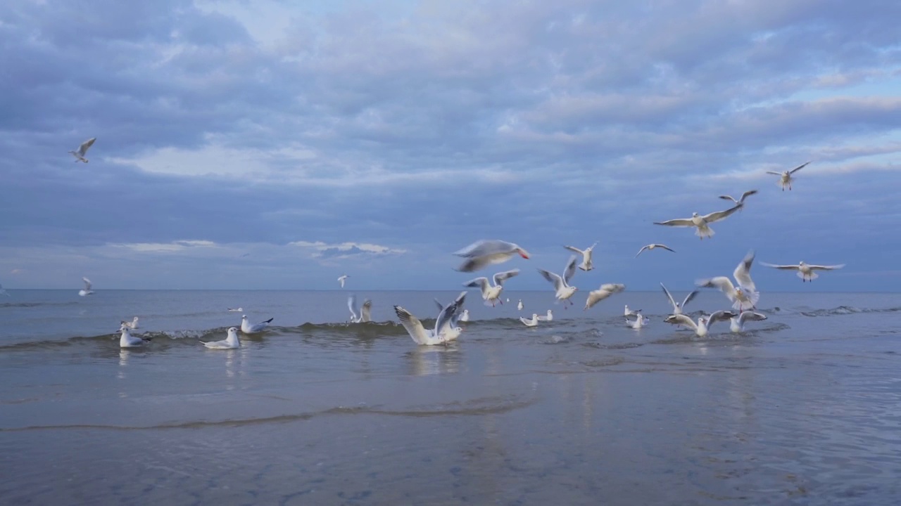 一群白色的野海鸥飞翔，栖息在海面上视频素材