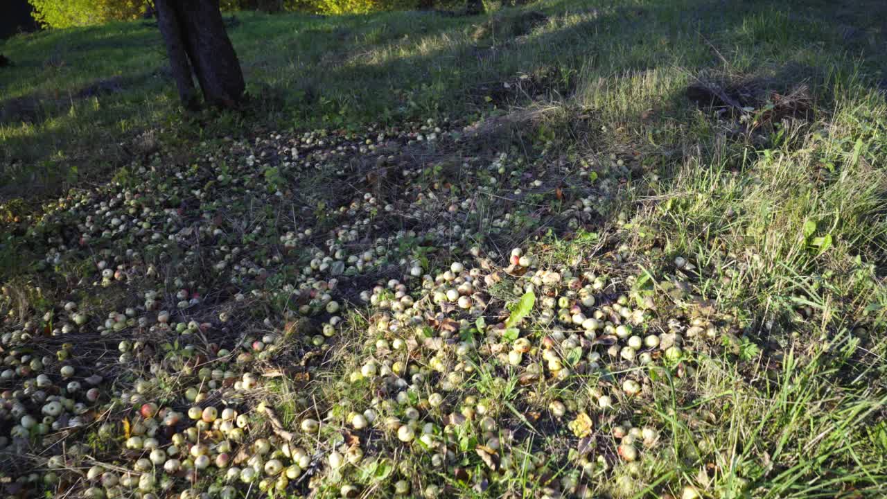 河边一棵树下地上的苹果视频素材