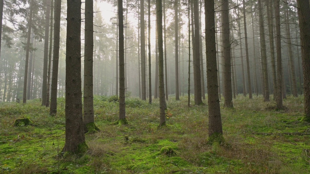 Forest in the morning, Buchen, Odenwald, Baden-Württemberg, Germany视频素材