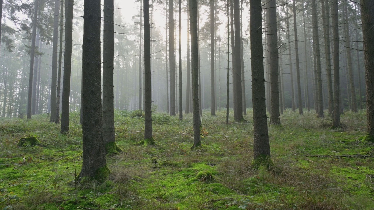 Forest in the morning, Buchen, Odenwald, Baden-Württemberg, Germany视频素材