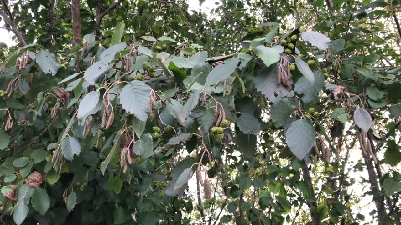 灰桤木-枝，细枝，叶和混合球果视频素材