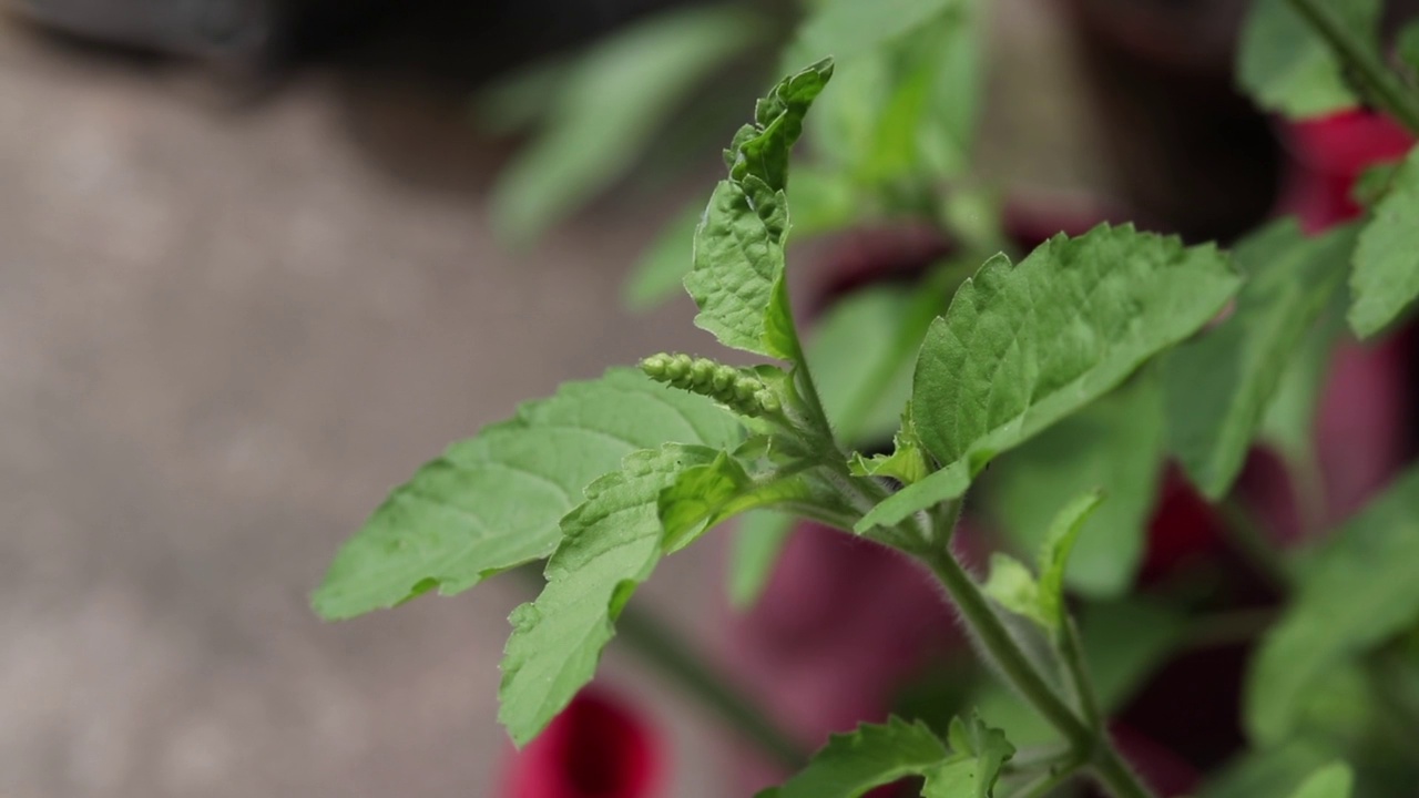 白色土尔西植物的特写与叶或圣罗勒植物视频素材