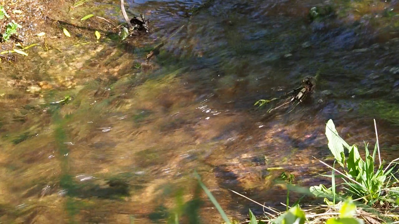 山泉里的水缓缓地流着。生态概念高清画面视频下载