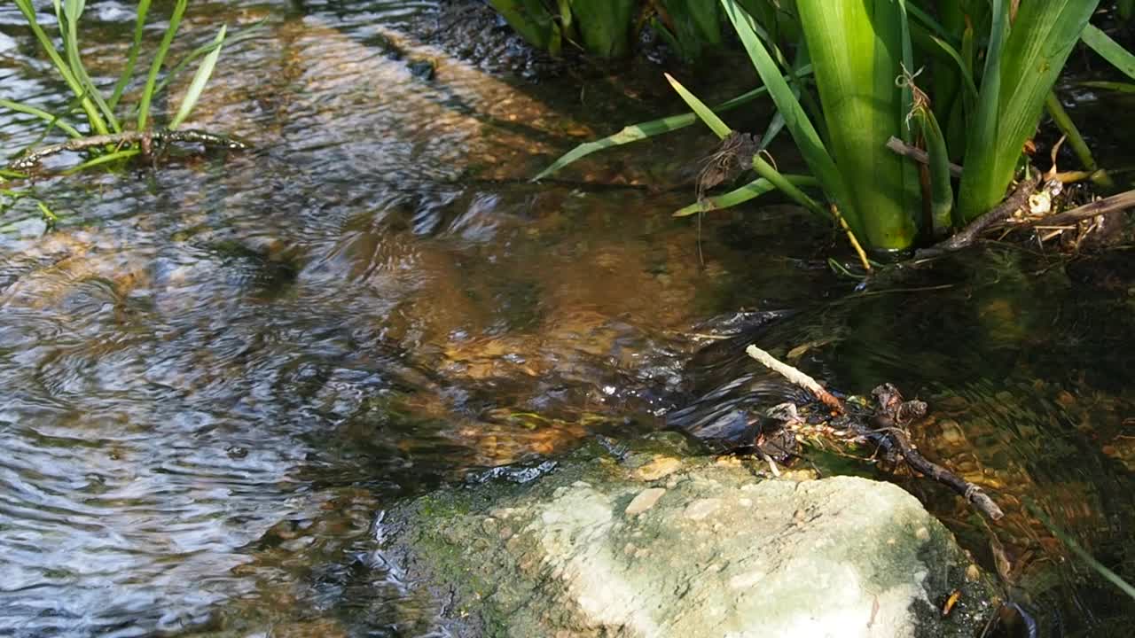 山泉里的水缓缓地流着。生态概念高清画面视频下载