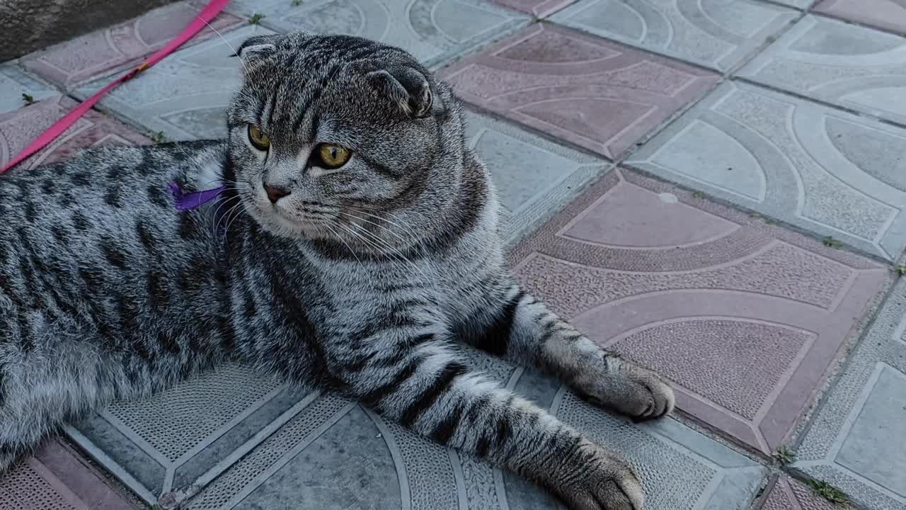 一只苏格兰折耳猫安静地躺在房子的台阶上。苏格兰折耳猫凝视。视频下载