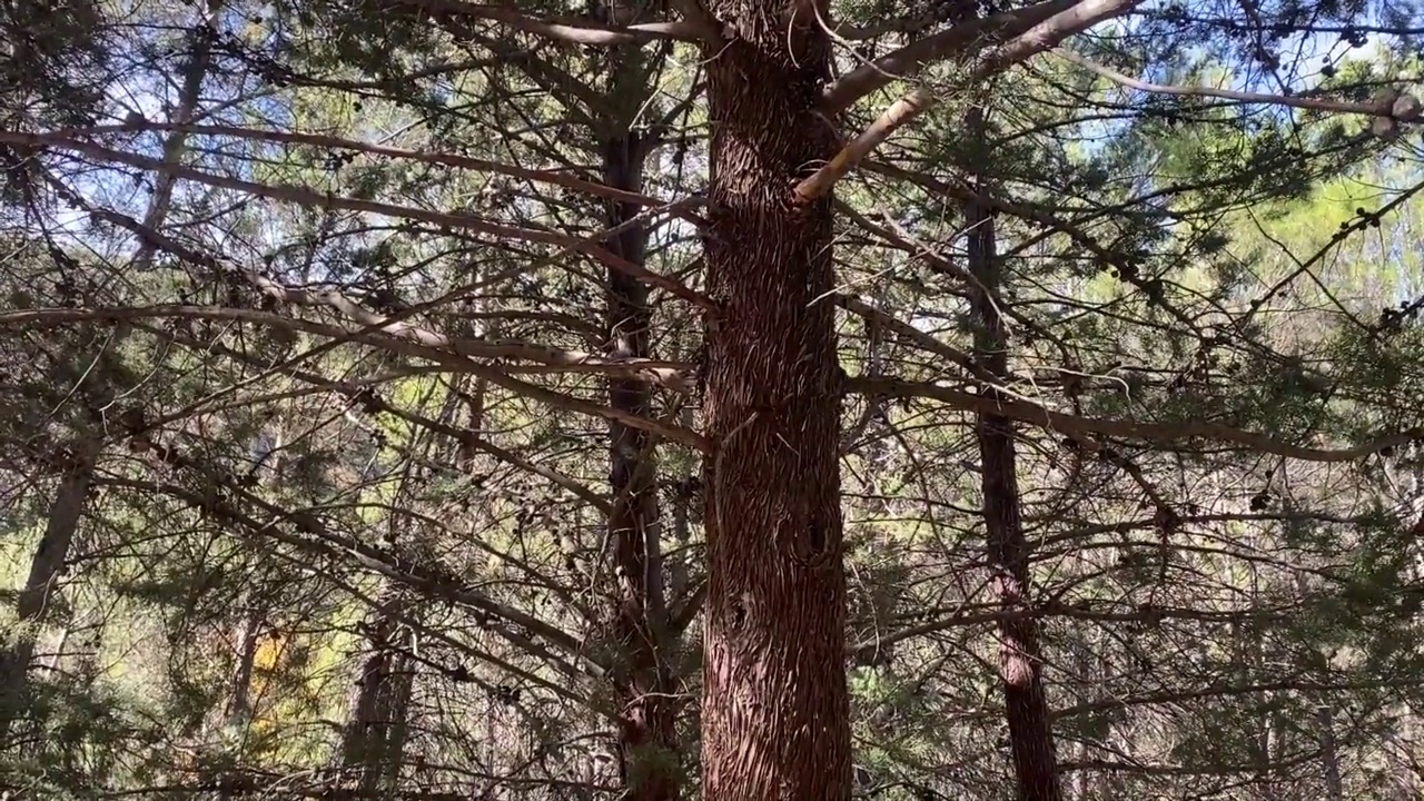 西班牙卡斯蒂亚拉曼查的昆卡山脉的松树视频下载