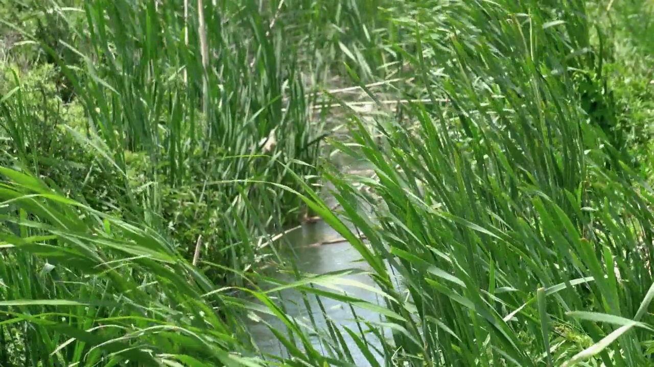 青翠的芦苇在夏日的风中摇曳，夏日的芦苇田视频素材