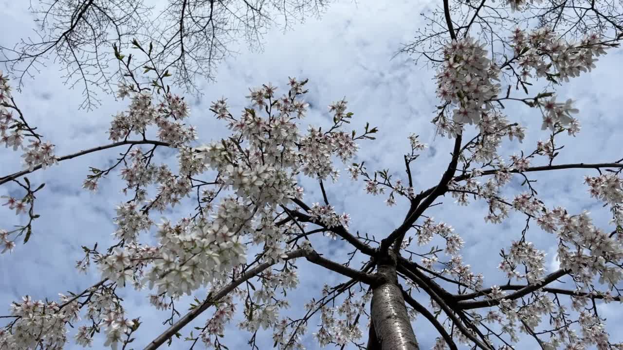 春天樱花开在树枝上，映衬着多云的天空。视频素材