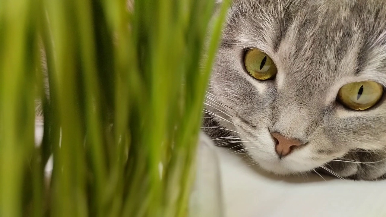 苏格兰折耳猫旁边是发芽的小草、小麦视频素材