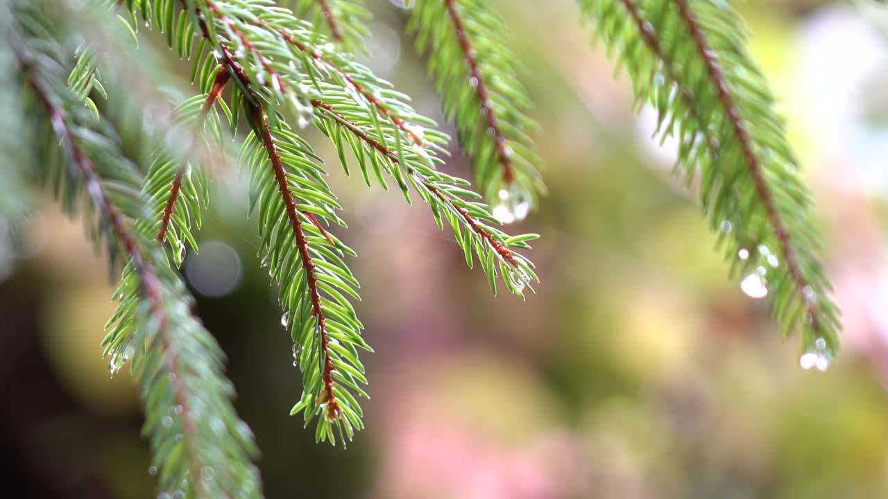 雨后冷杉树枝上的水滴视频素材