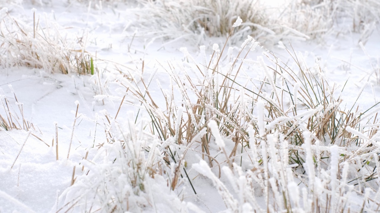 冰封的草地上覆盖着雪和霜。初冬的霜冻视频素材