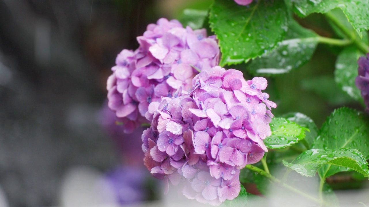 被大雨击中的绣球花的风景视频素材