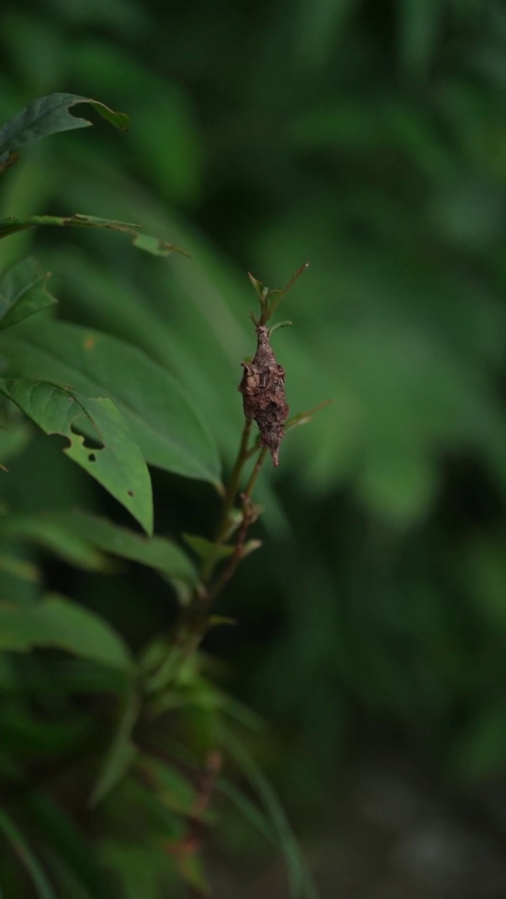 毛毛虫视频素材