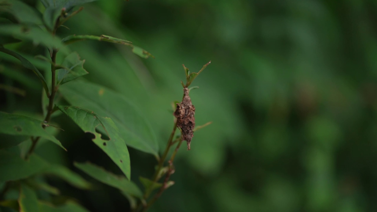 毛毛虫视频素材