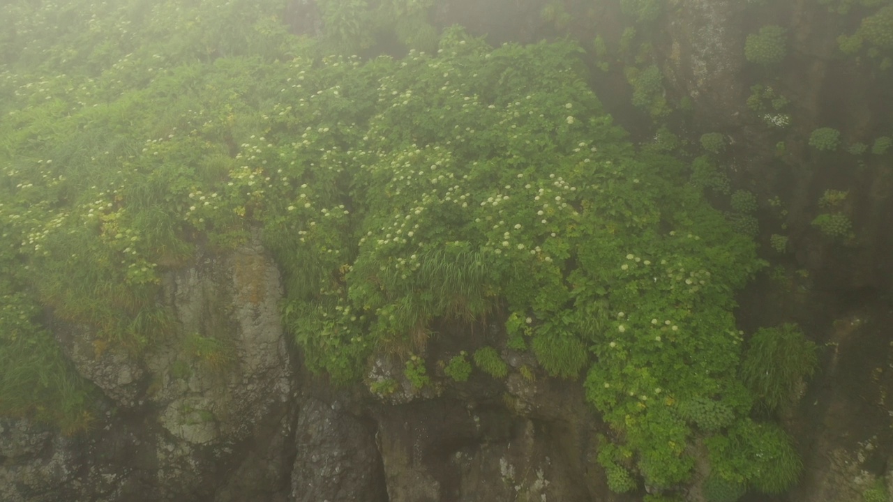 小千岛岛链-动植物群视频素材