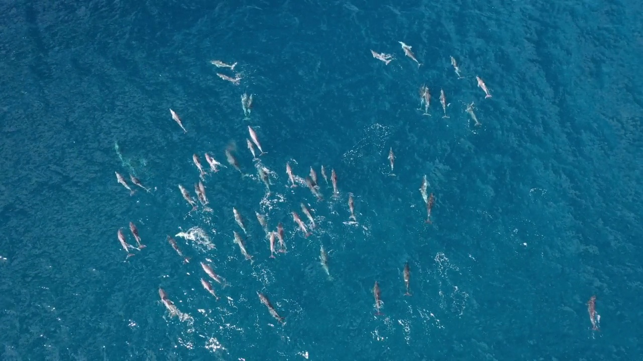 海豚成群游泳视频素材