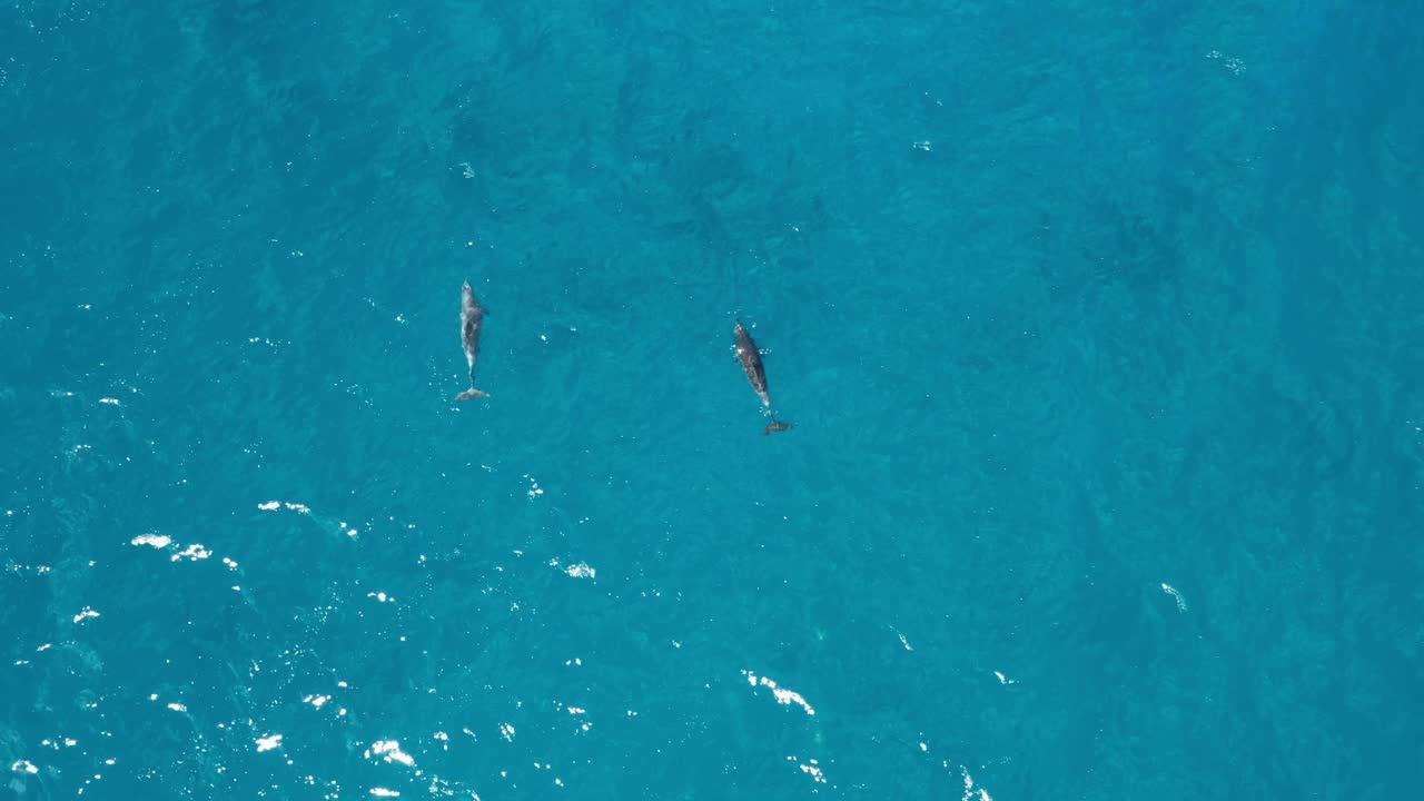 海豚成群游泳视频素材