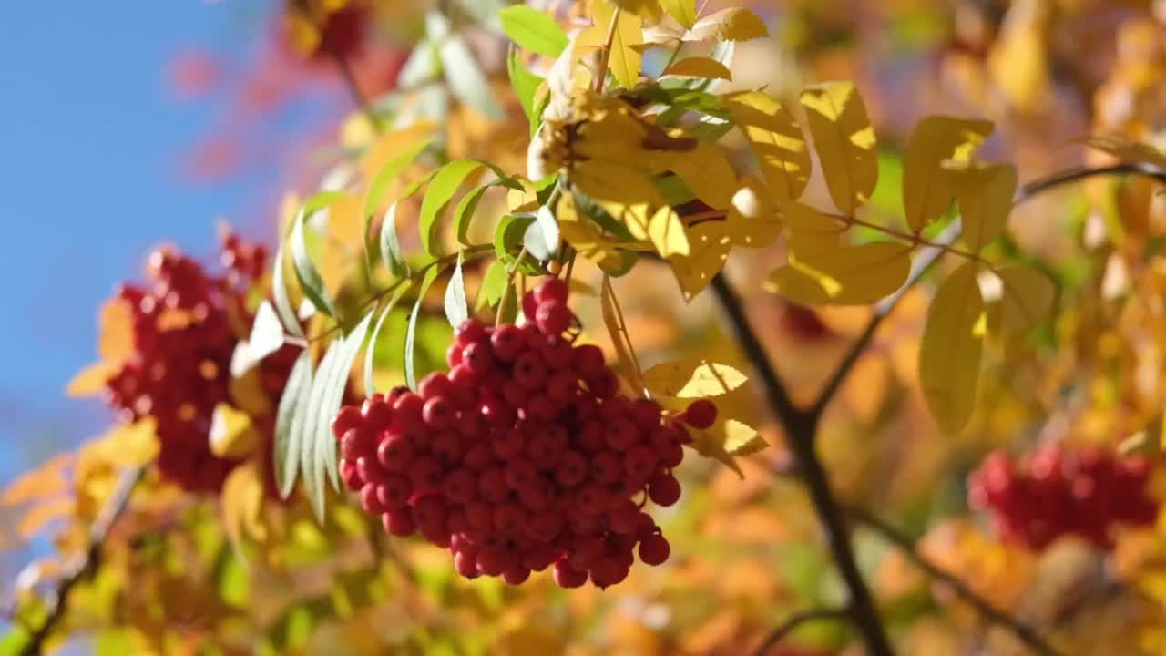 高清视频。一种红色的山灰树枝，黄色的树叶背景上有一簇簇的浆果。细节特写自然。秋天天气晴朗。温暖的秋色宁静的风景。视频素材