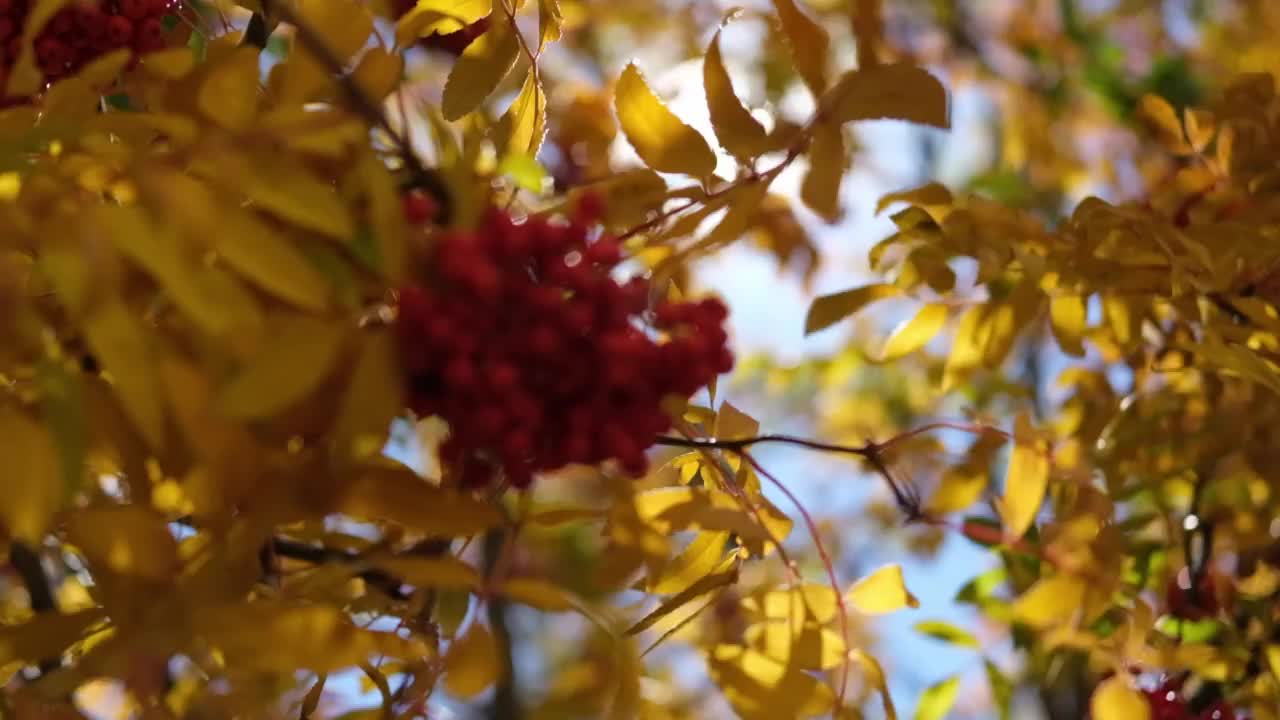 高清视频。一种红色的山灰树枝，黄色的树叶背景上有一簇簇的浆果。细节特写自然。秋天天气晴朗。温暖的秋色宁静的风景。视频素材