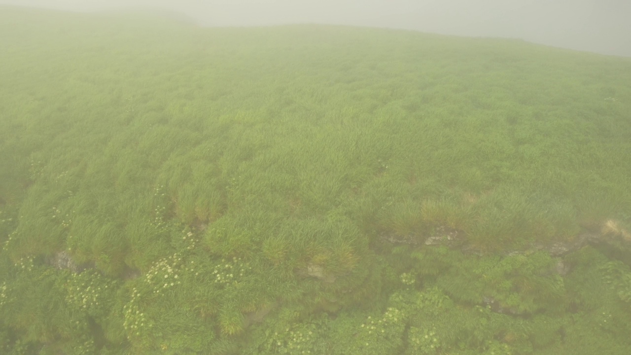 小千岛岛链-动植物群视频素材