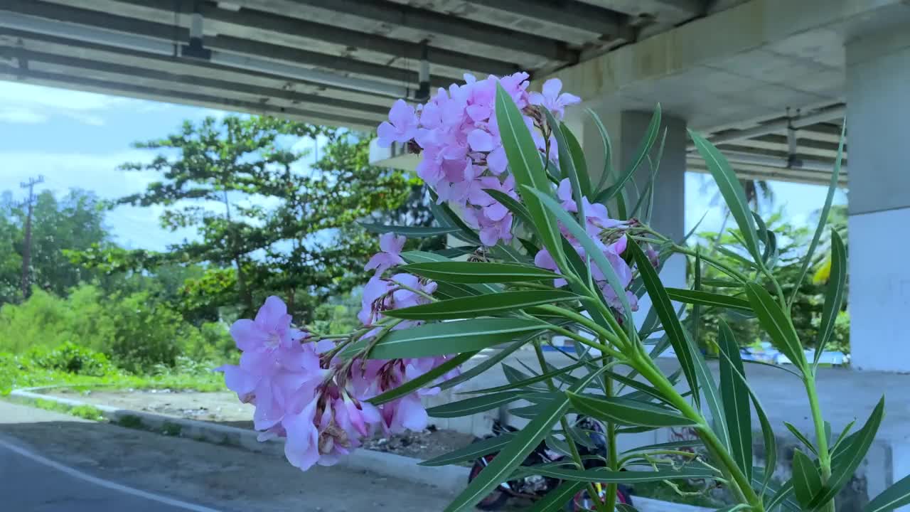 鲜花在花园里盛开，在花园里移动视频素材