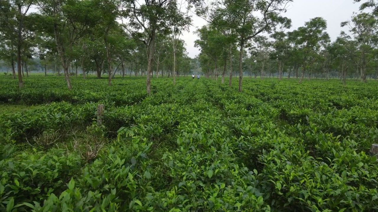 无人机拍摄的西里古里茶园。视频素材