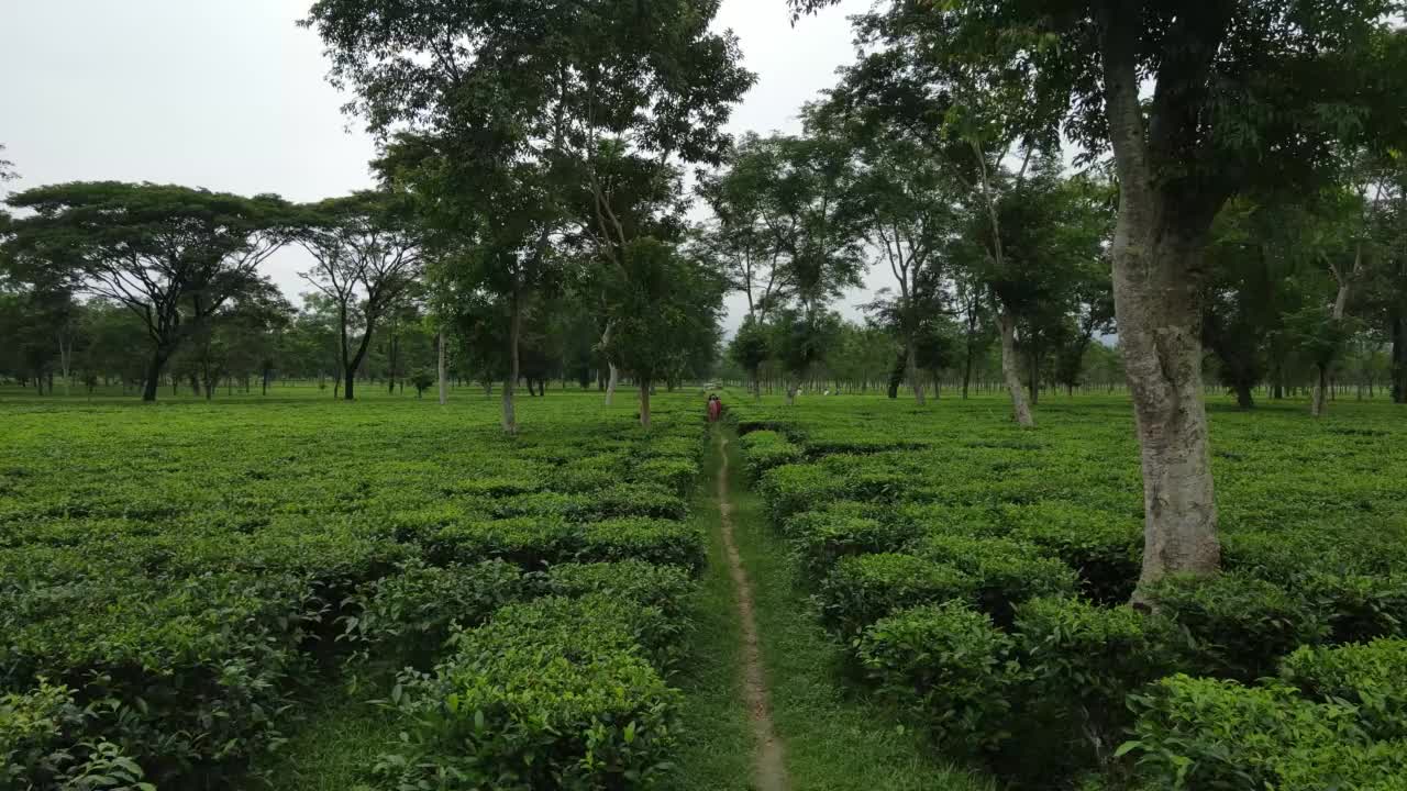 无人机拍摄了印度的茶园和茶园。视频素材