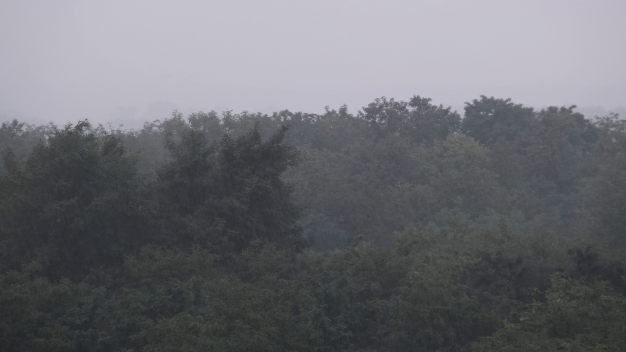 秋日绿林背景下的雨慢镜头视频素材