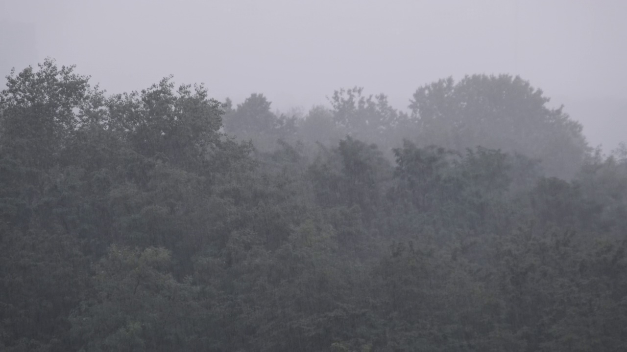 秋日绿林背景下的雨慢镜头视频素材