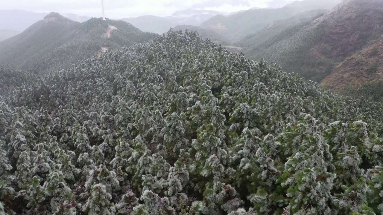 冬天下雪的森林视频素材