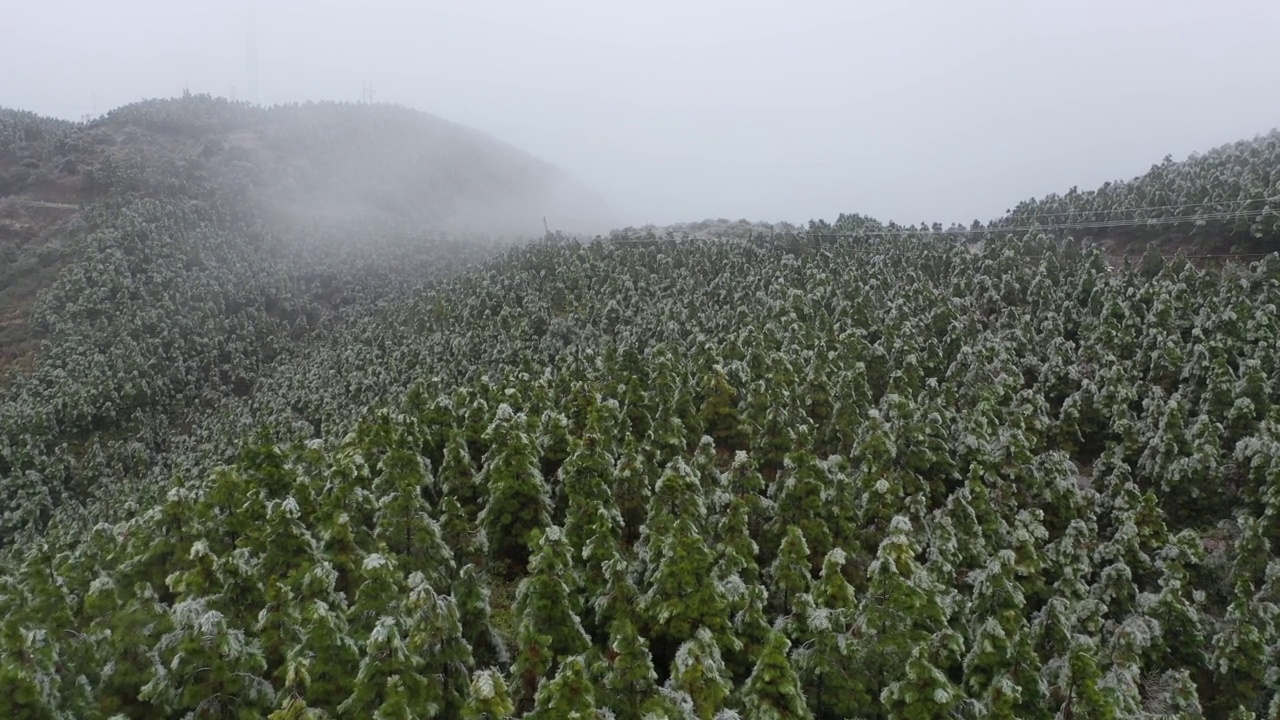 冬天下雪的森林视频素材