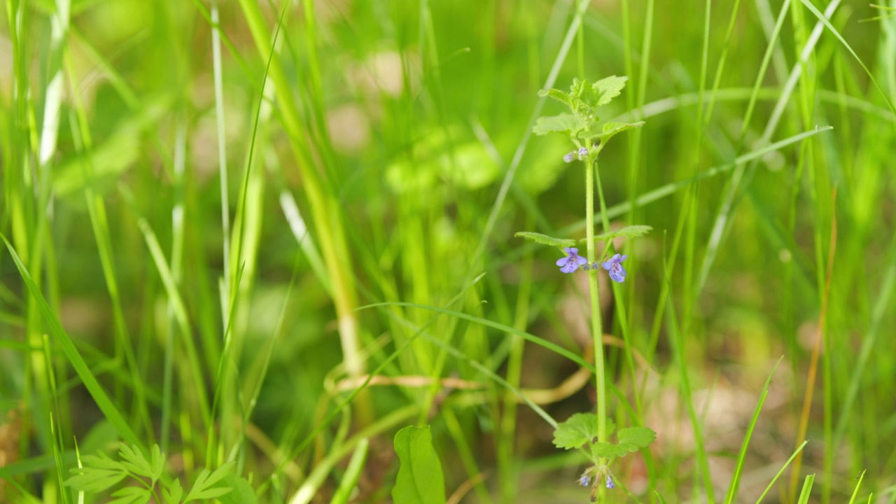 查理。glechoma hederacea。凉茶，药茶。关闭了。视频素材