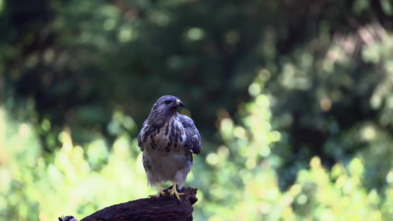 Sparrowhawk栖息视频素材