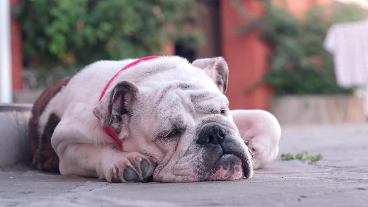 夏天，戴着红色绷带项圈的年轻英国斗牛犬在院子里的屋前休息。昏昏欲睡的狗躺着四处张望。宠物的概念。4 k视频素材